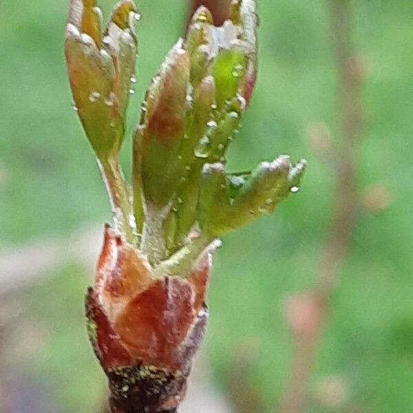 Ribes aureum Leaf