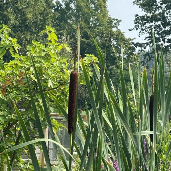 Typha × glauca Цвят