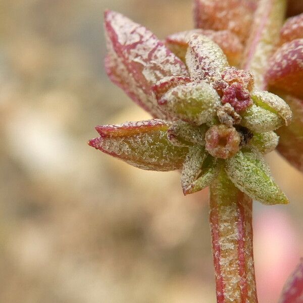 Atriplex prostrata Lorea