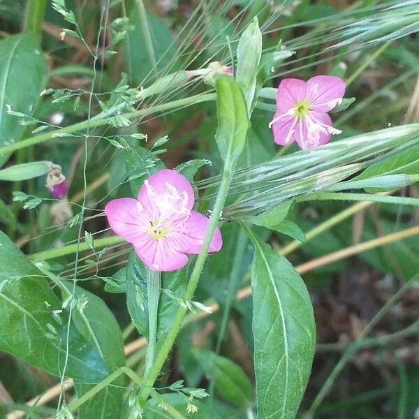 Oenothera rosea Flor