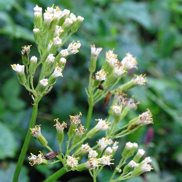 Senecio syringifolius Flower