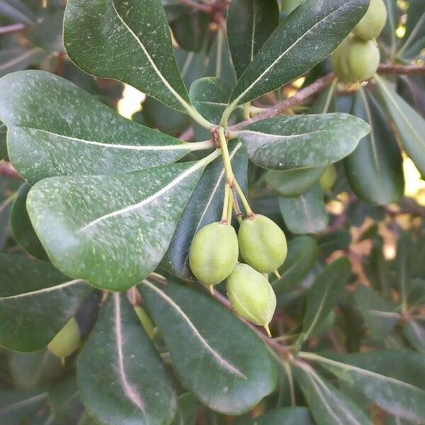 Pittosporum heterophyllum 叶