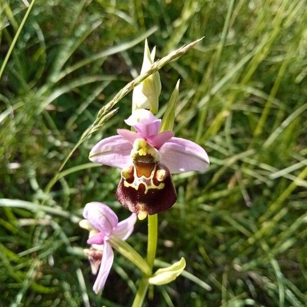 Ophrys holosericea Flower