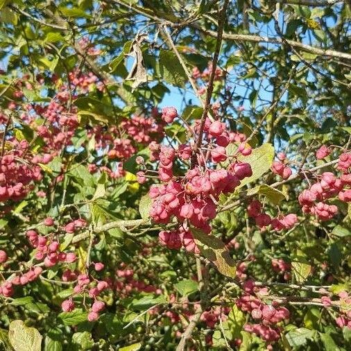 Euonymus europaeus Frukto