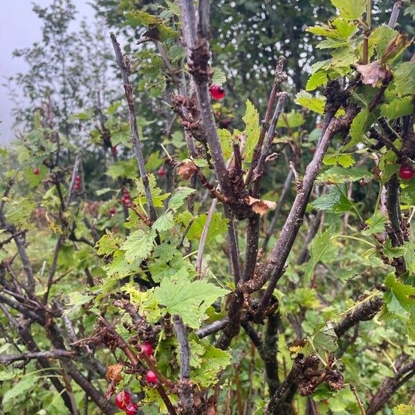 Ribes rubrum Leaf