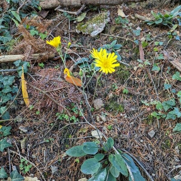 Hieracium glaucinum Flower