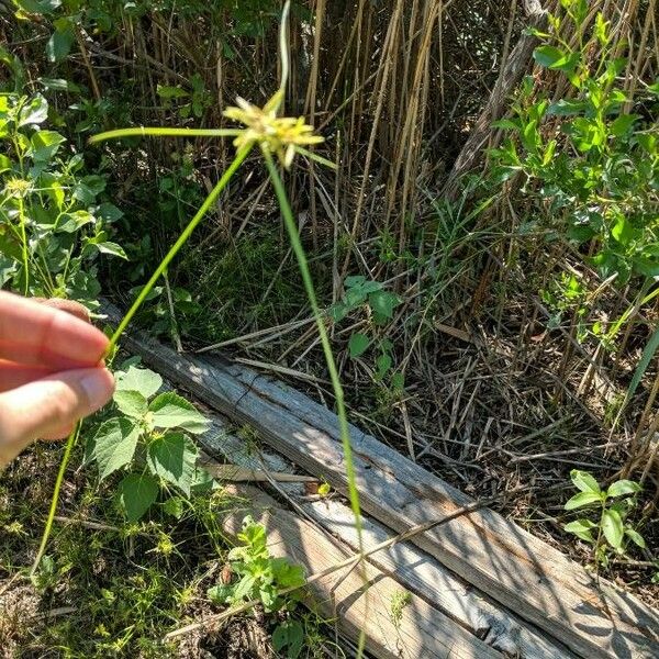 Cyperus strigosus Листок