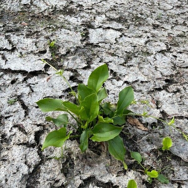 Aquarius cordifolius موطن