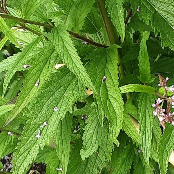 Verbena hastata ഇല