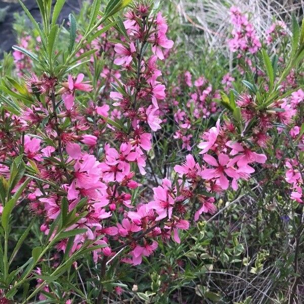 Prunus tenella 花