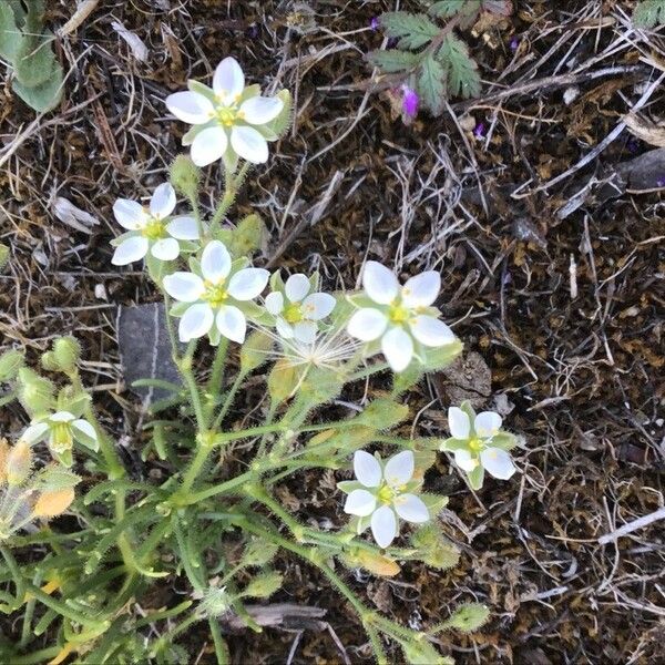 Spergula arvensis Flower