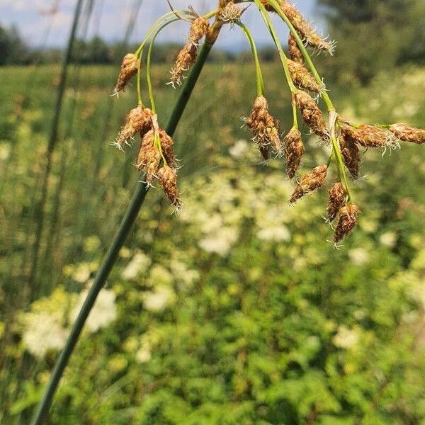 Schoenoplectus lacustris ᱵᱟᱦᱟ