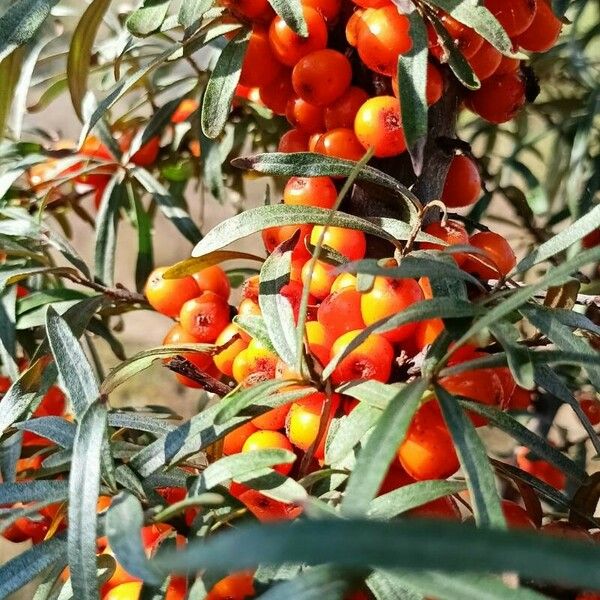 Hippophae rhamnoides Fruit