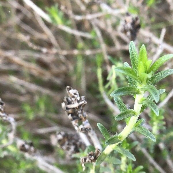 Thymbra capitata Folha