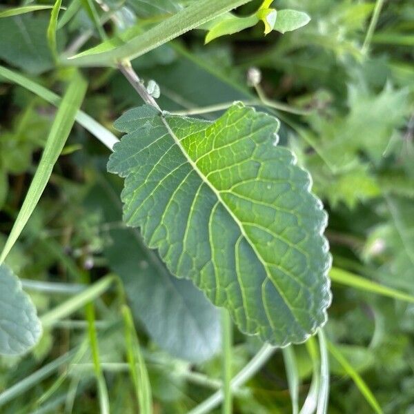 Rapistrum rugosum Folha