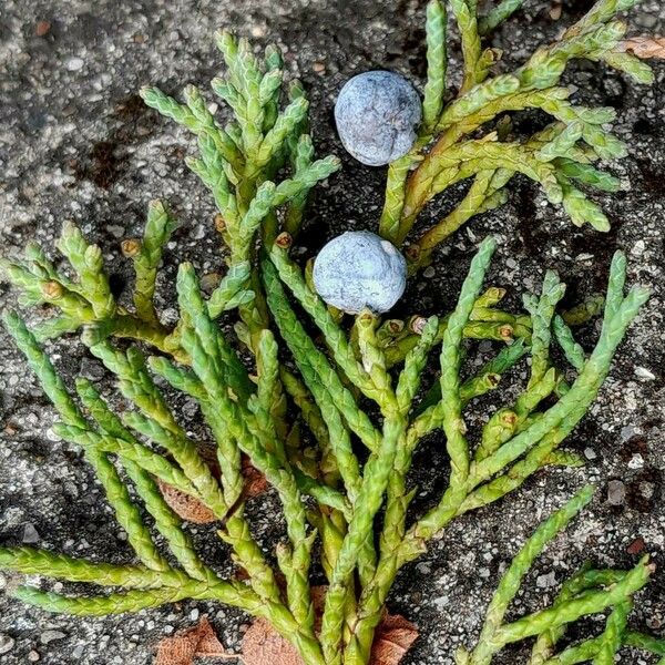 Juniperus sabina Fruit