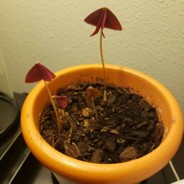 Oxalis triangularis Blad