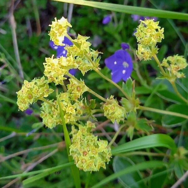 Alchemilla alpina Blüte