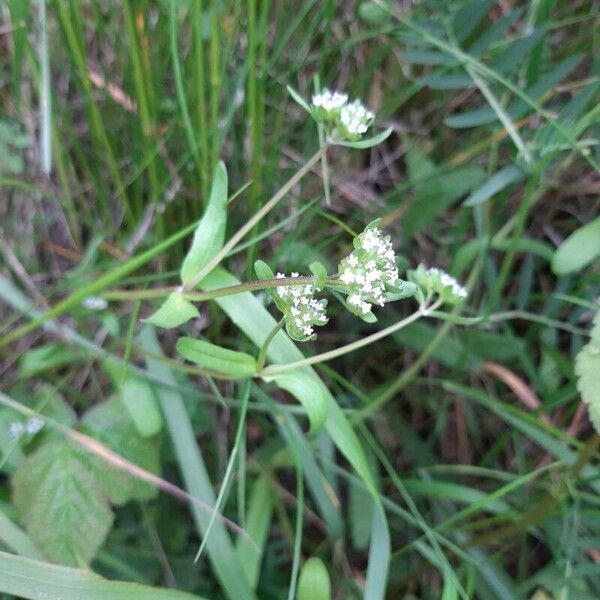 Valeriana locusta പുഷ്പം