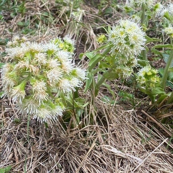 Petasites albus Blüte