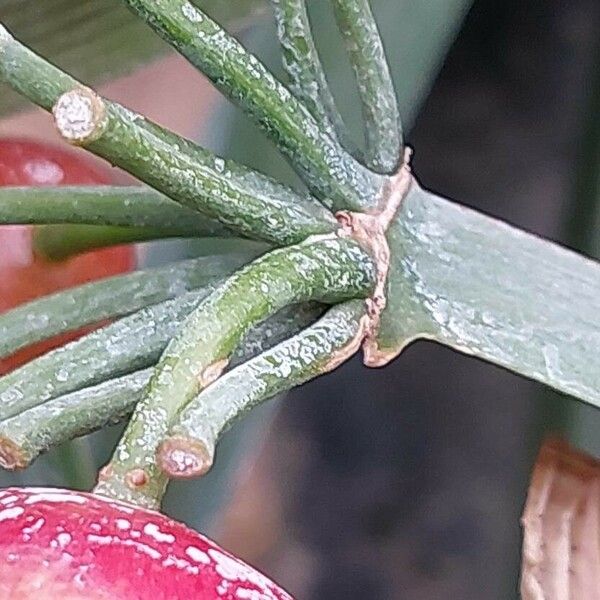 Clivia nobilis Bark