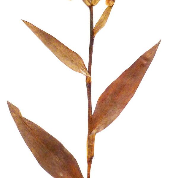 Epipactis helleborine Flor