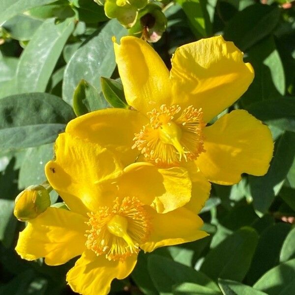 Hypericum × hidcoteense फूल