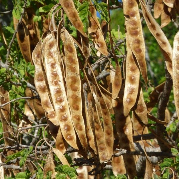 Albizia lebbeck फल