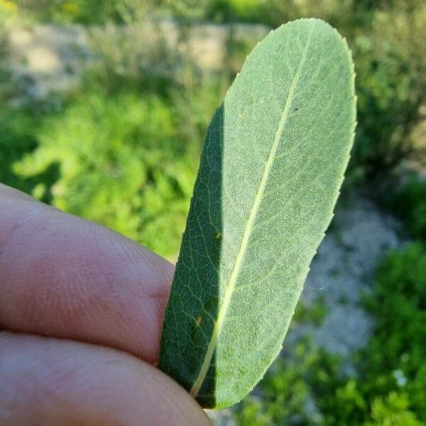 Salix purpurea ഇല