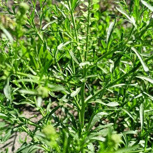 Lepidium densiflorum Hàbitat