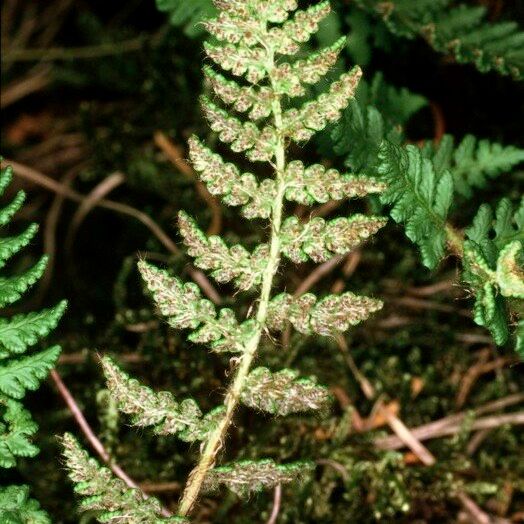 Woodsia ilvensis Yaprak