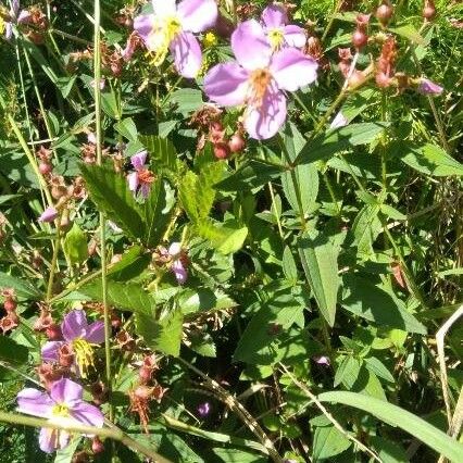 Rhexia virginica Blodyn