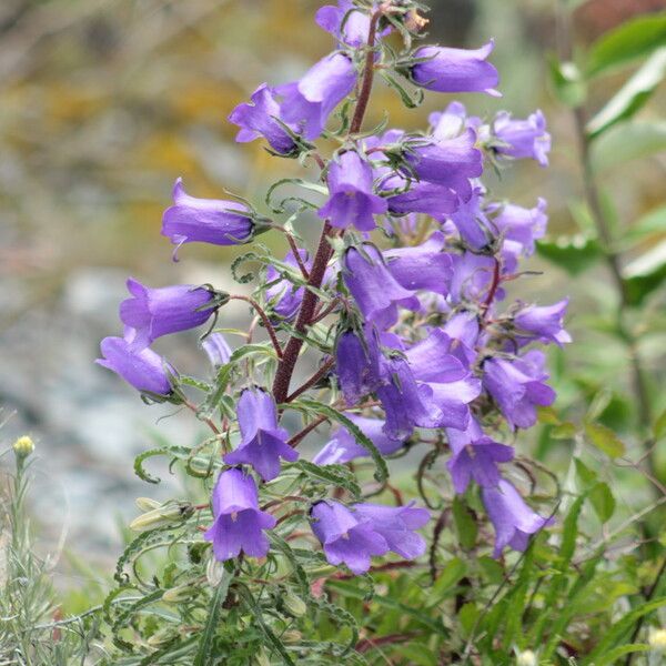 Campanula speciosa Květ