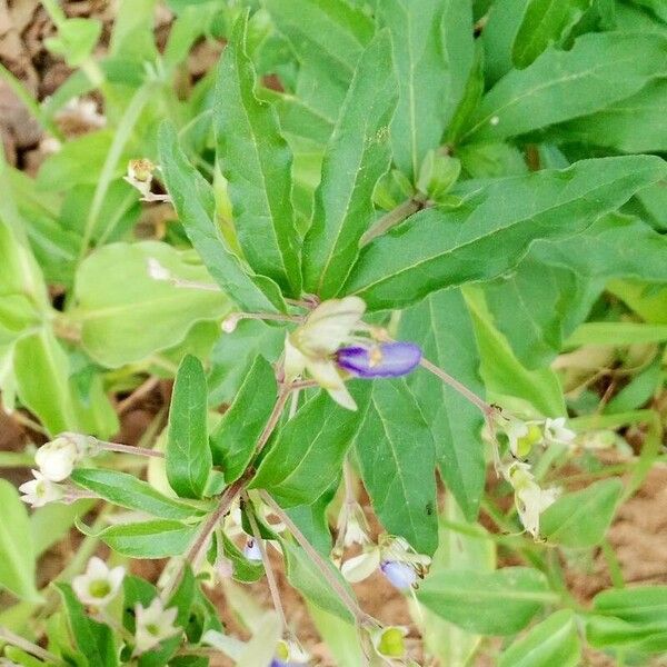 Lycium barbarum Fuelha