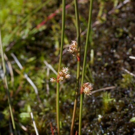 Juncus filiformis Other