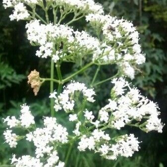 Valeriana officinalis Kvet