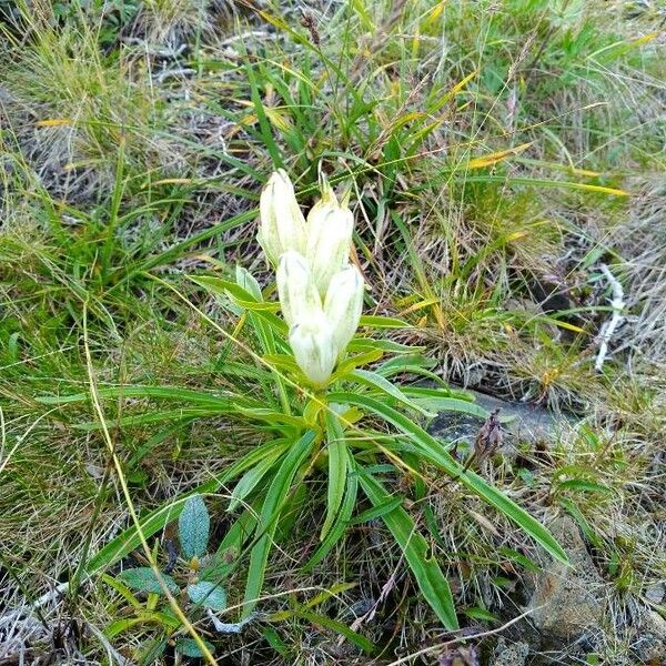 Gentiana algida Flower