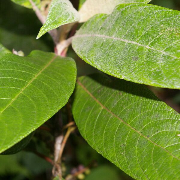 Tournefortiopsis reticulata Leaf