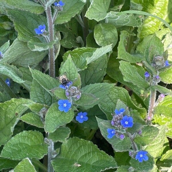 Pentaglottis sempervirens পাতা