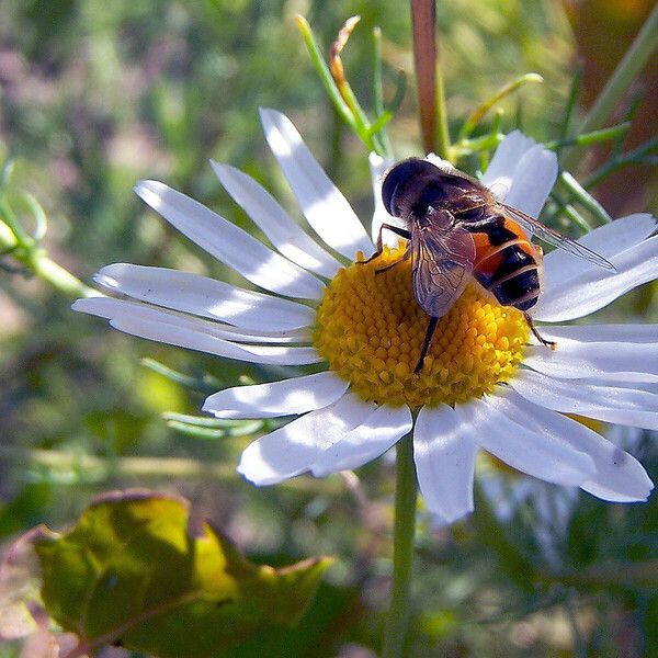 Tripleurospermum inodorum പുഷ്പം