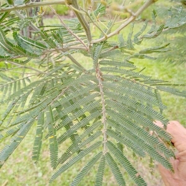 Acacia mearnsii Lapas