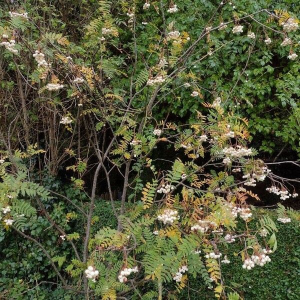 Sorbus cashmiriana Leaf