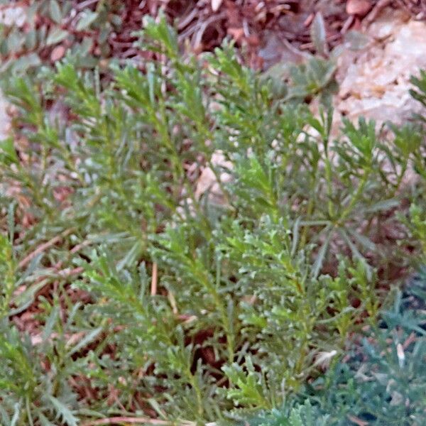 Haplopappus glutinosus Habit