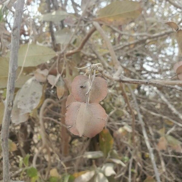 Combretum collinum फल