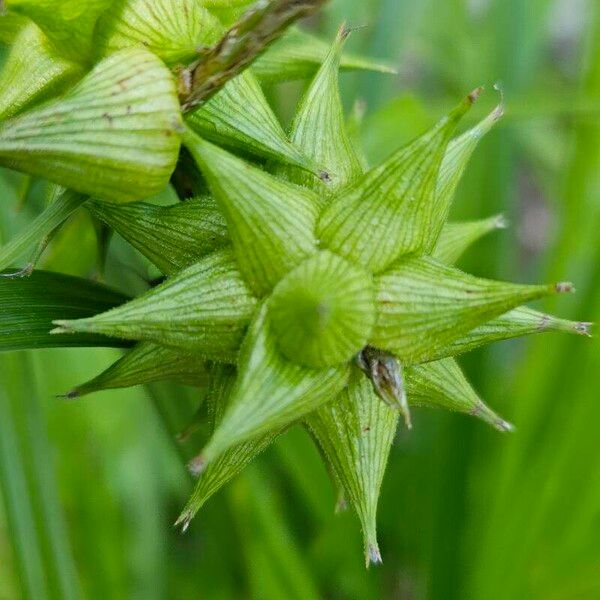 Carex intumescens 果実