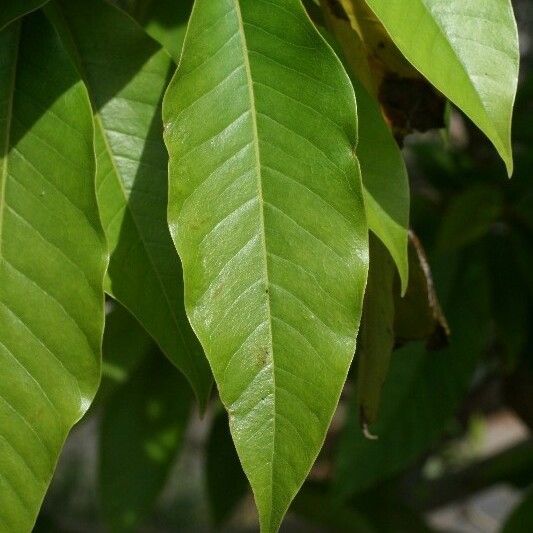 Michelia champaca Leaf