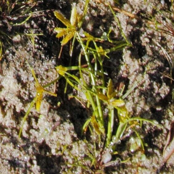 Cyperus flavescens Квітка