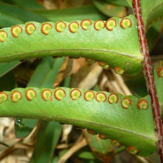 Nephrolepis hirsutula Yaprak