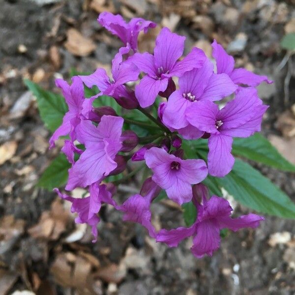 Cardamine pentaphyllos Kukka