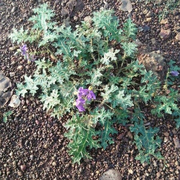 Solanum virginianum Floro